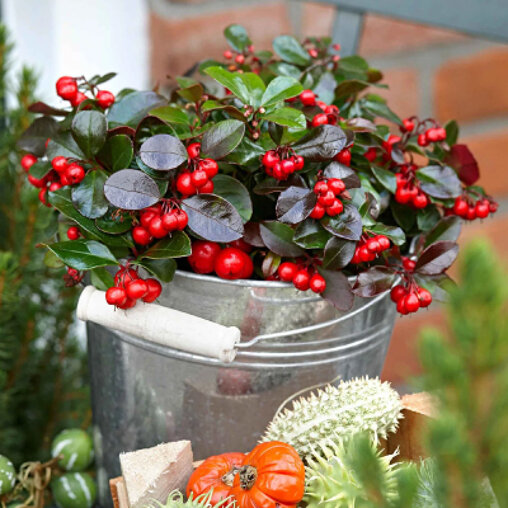 Bergthee in pot